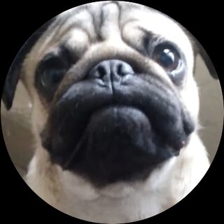 ThePug's profile picture