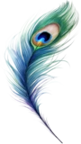 Ocellus Labs peacock feather logo