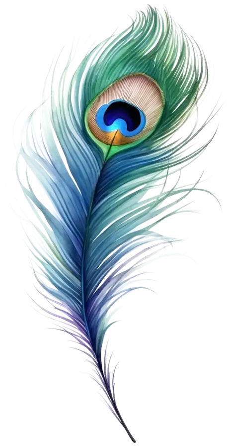 A peacock feather, the inspiration for the name Ocellus